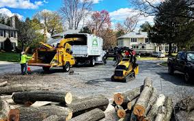 La Quinta, CA Tree Removal and Landscaping Services Company